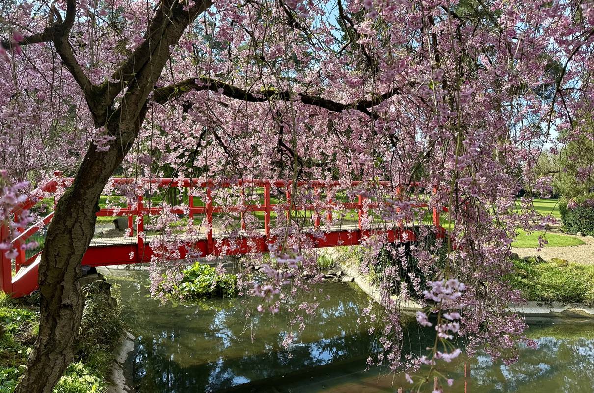 Fanhams Hall: A Spring Stroll to Remember