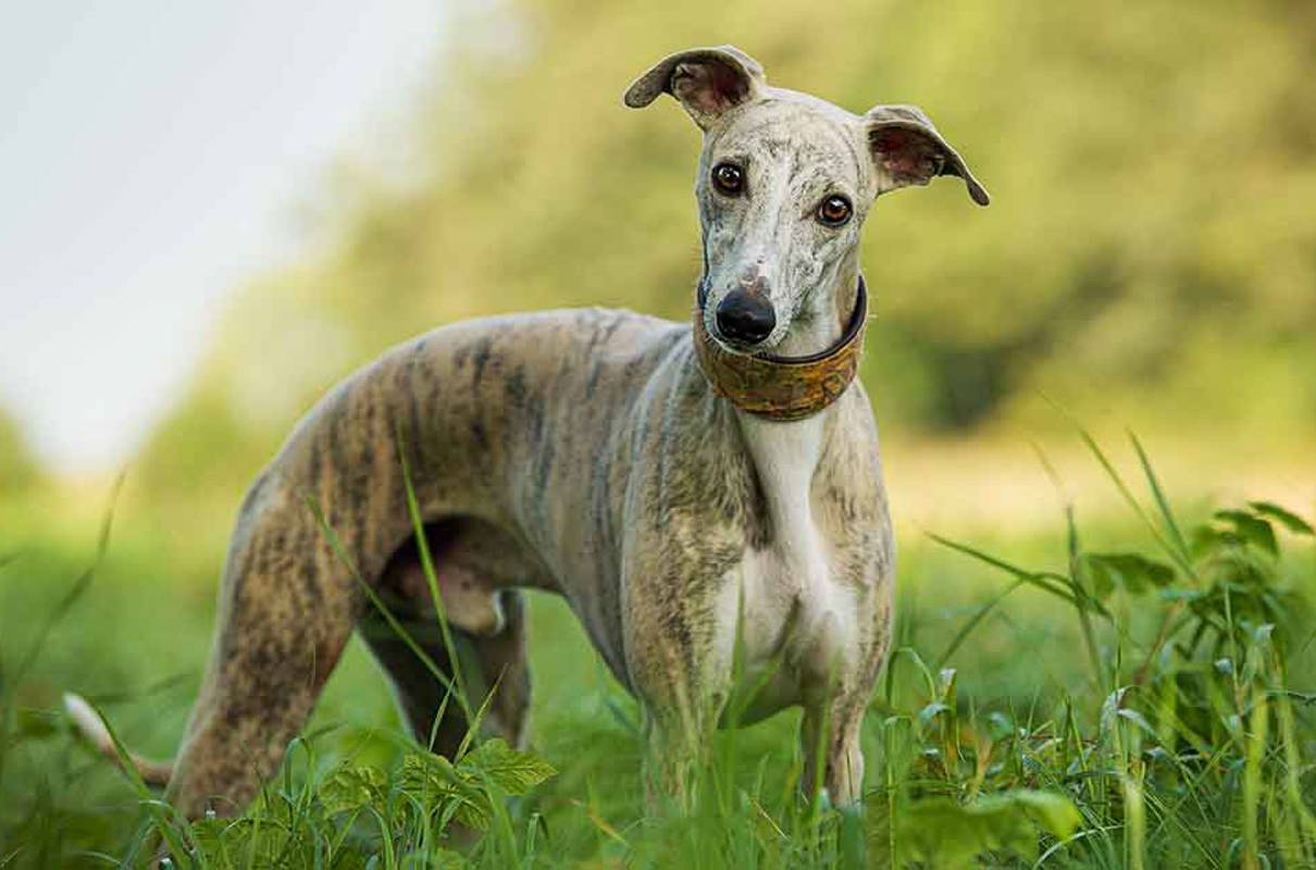 South Lodge – For the Sensory-Seeking Whippet