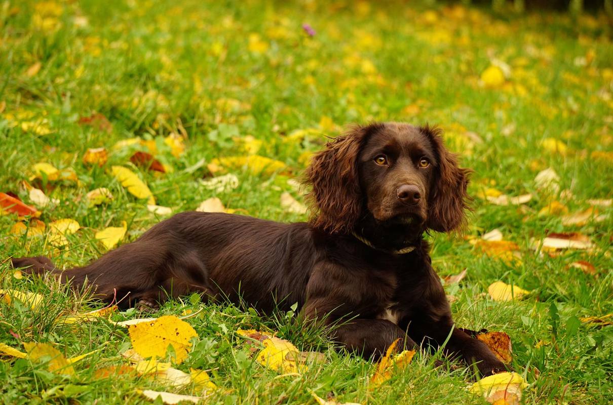 The Manor House – For the Elegant Spaniel