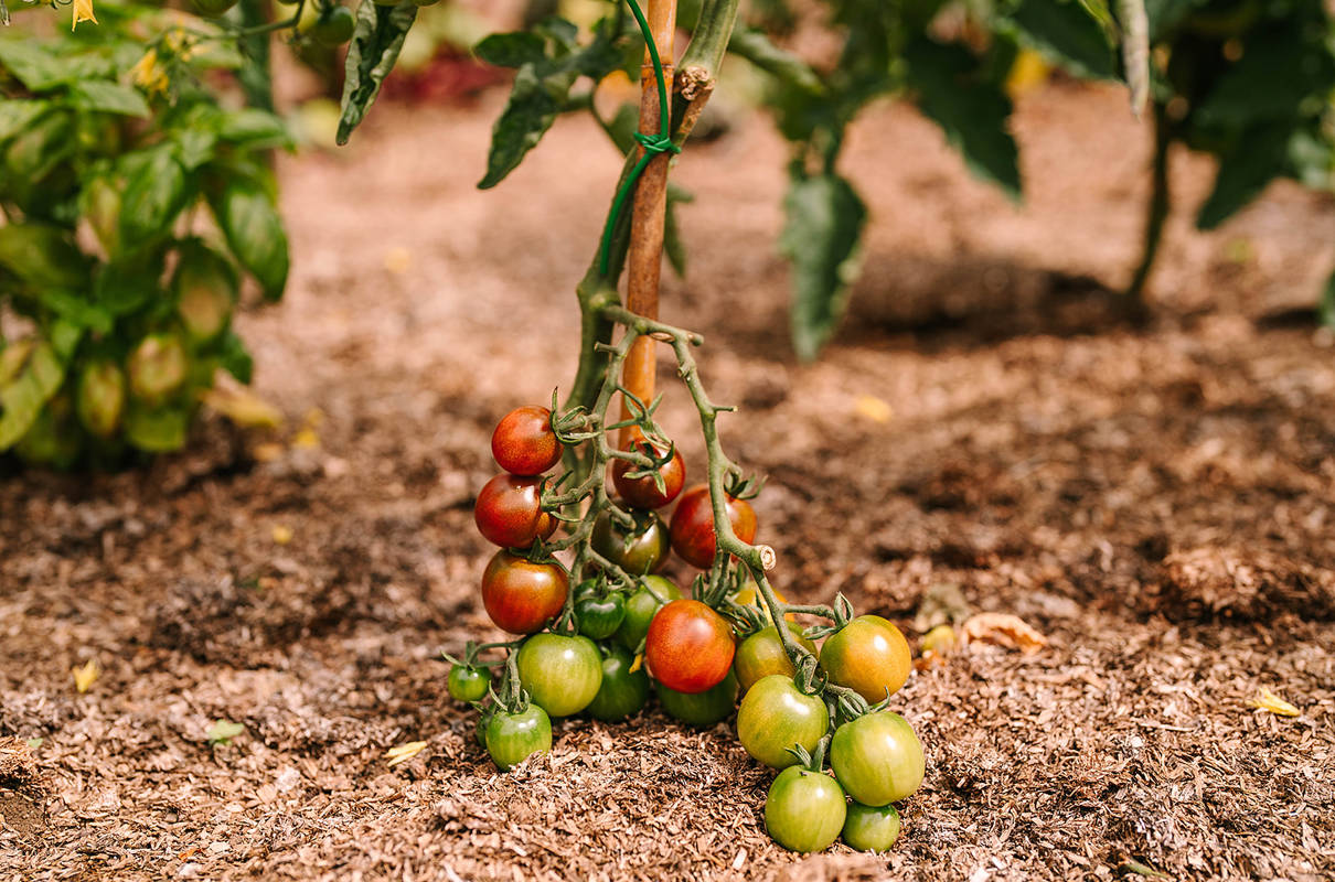 Who's topping the charts in the gardens?