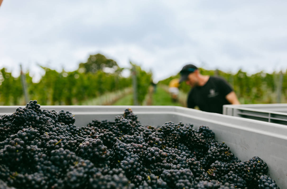 Great Wine Takes Time