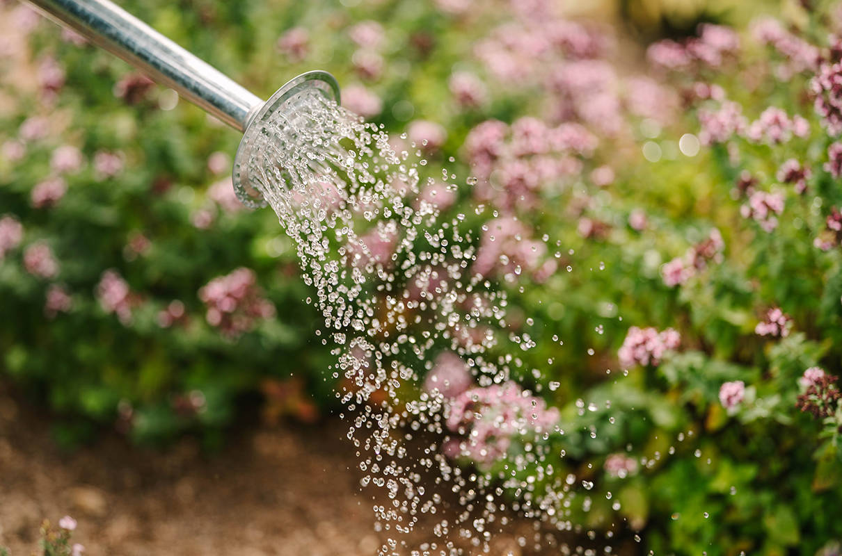 Lainston House: A Garden in Full Bloom