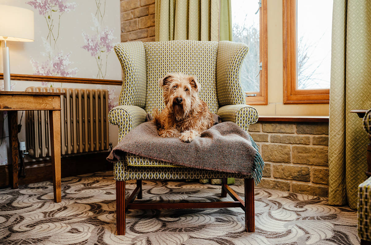Dog-Friendly Stays