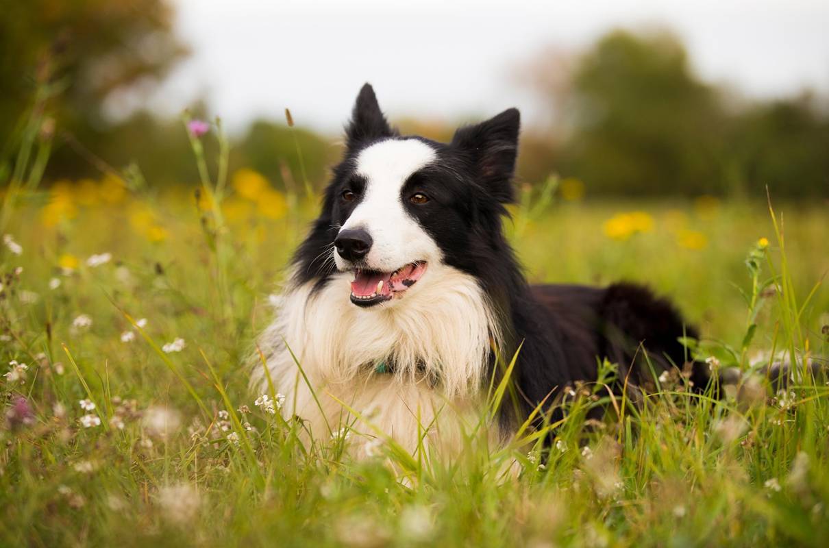 Fanhams Hall – For the Energetic Border Collie
