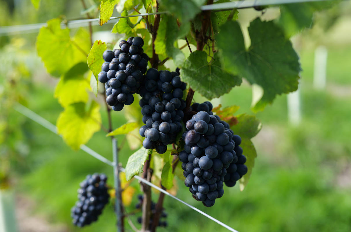 Partners in Wine