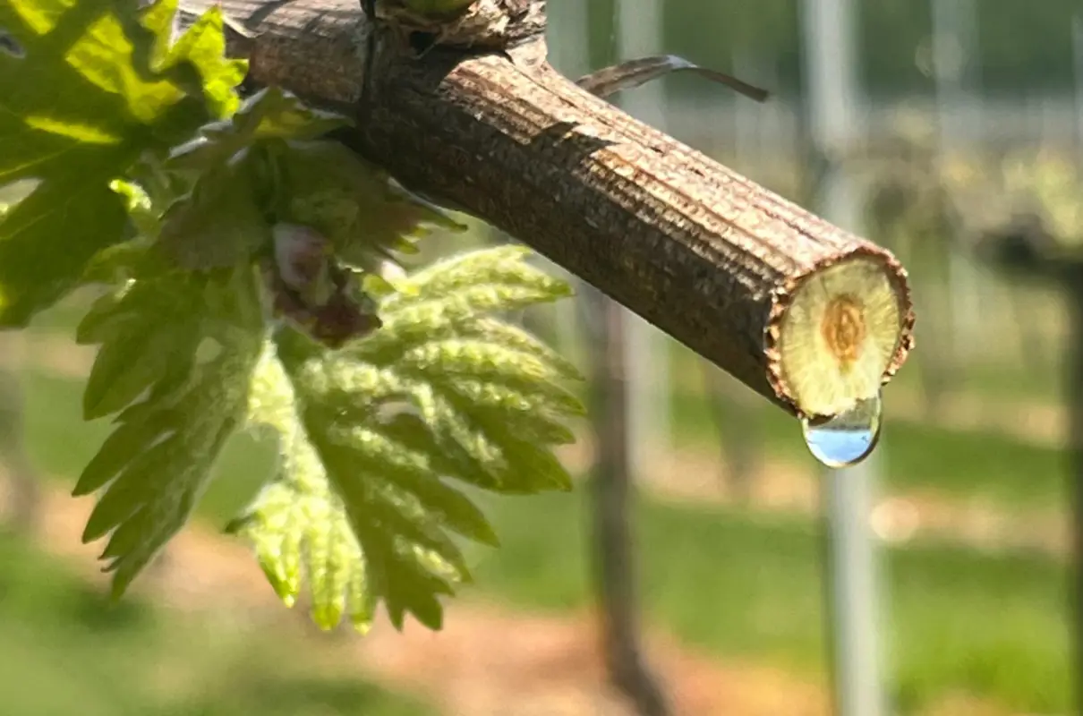 Tears of the Vine