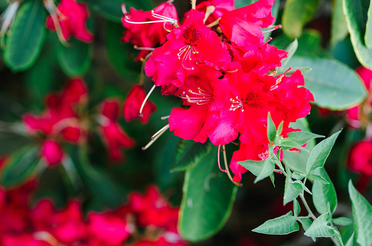 Pennyhill Park: A Floral Wonderland